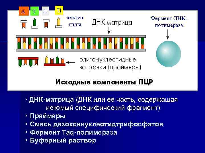 А Т Г Ц нуклео тиды Фермент ДНКполимераза • ДНК-матрица (ДНК или ее часть,