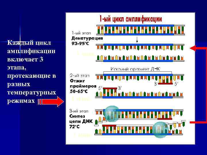 Каждый цикл амплификации включает 3 этапа, протекающие в разных температурных режимах 1 мин. 