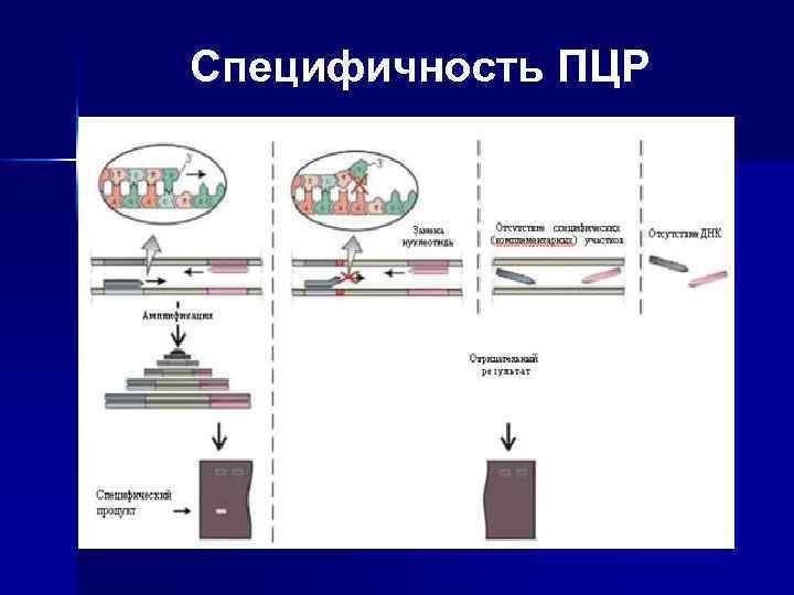 Специфичность ПЦР 