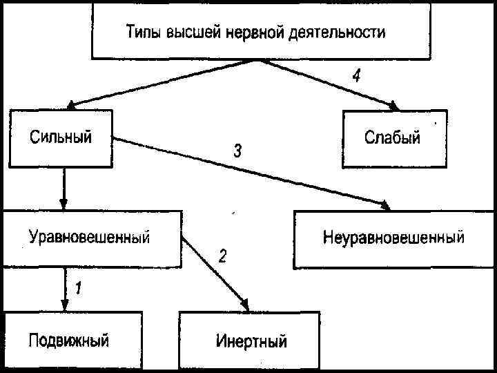 Типы внд человека презентация