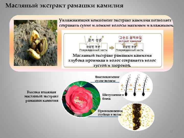 Масляный экстракт рамашки камилия Увлажняющих компонент экстракт камилия позволяет сохранять сухие и ломкие волосы