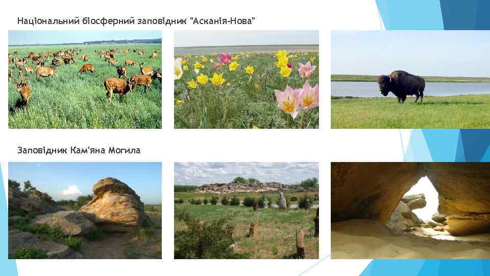 Національний біосферний заповідник "Асканія-Нова" Заповідник Кам'яна Могила 