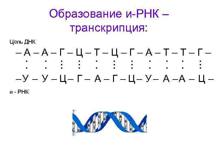 Как называются цепи днк. Цепочка ДНК А-Ц-Г-Т-А-Г-Ц-Т-А-Г вторая цепь. ДНК цепочка а т г ц.