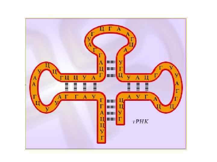 Строение рнк рисунок