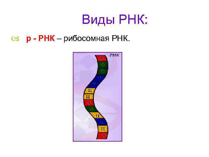 Виды РНК: р - РНК – рибосомная РНК. 