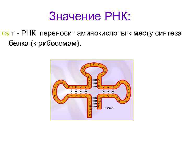 Значение РНК: т - РНК переносит аминокислоты к месту синтеза белка (к рибосомам). 