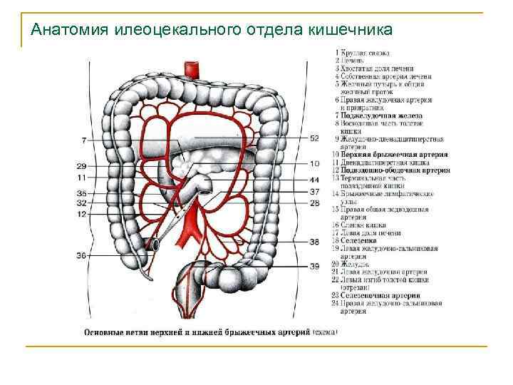 Анатомия илеоцекального отдела кишечника 