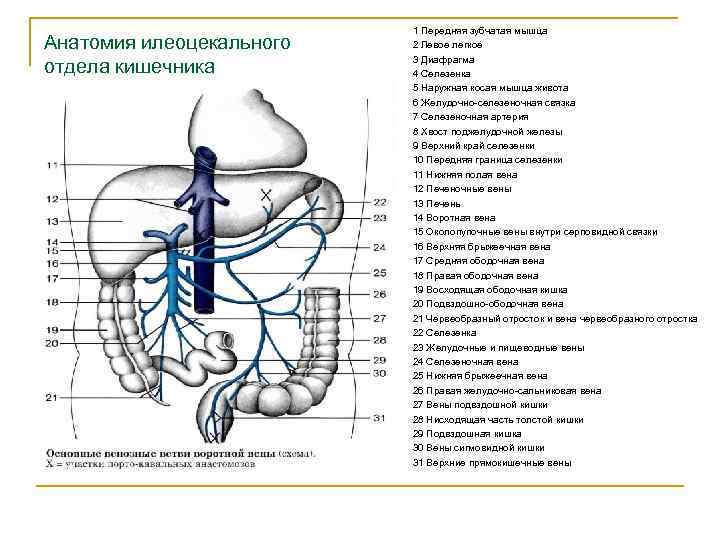 Анатомия илеоцекального отдела кишечника 1 Передняя зубчатая мышца 2 Левое легкое 3 Диафрагма 4
