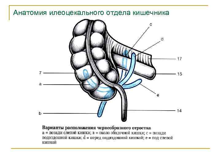 Анатомия илеоцекального отдела кишечника 