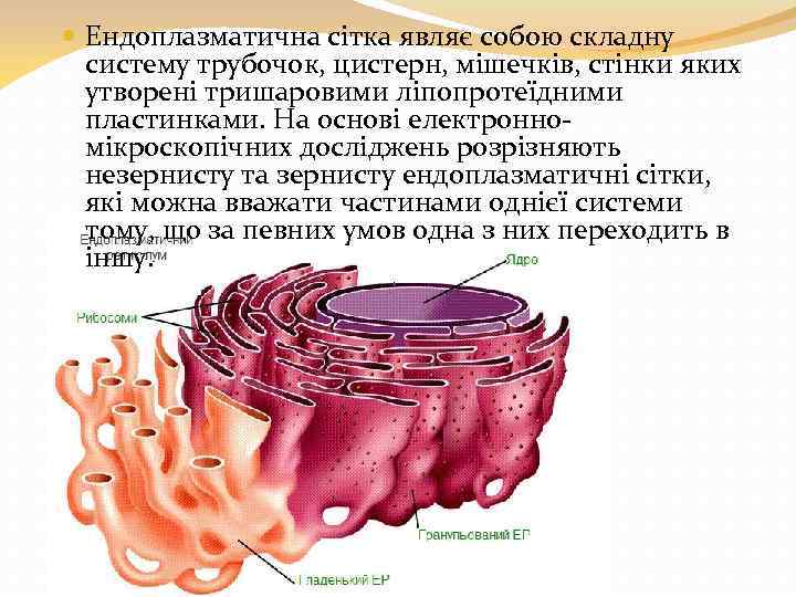  Ендоплазматична сітка являє собою складну систему трубочок, цистерн, мішечків, стінки яких утворені тришаровими