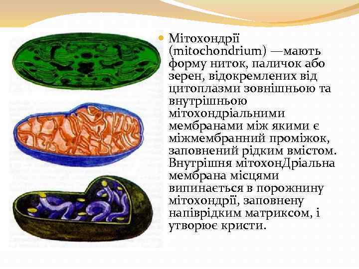 Мітохондрії (mitochondrium) —мають форму ниток, паличок або зерен, відокремлених від цитоплазми зовнішньою та