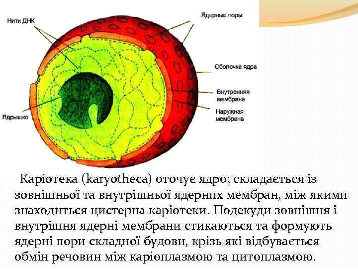  Каріотека (karyotheca) оточує ядро; складається із зовнішньої та внутрішньої ядерних мембран, між якими