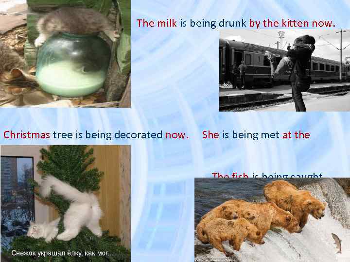 • • • The milk is being drunk by the kitten now. Christmas