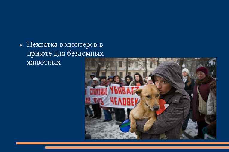  Нехватка волонтеров в приюте для бездомных животных 