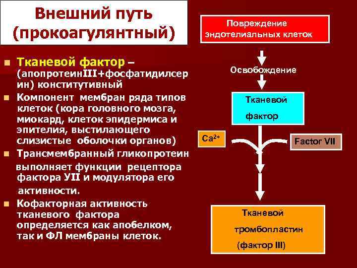 Внешний путь (прокоагулянтный) n n Повреждение эндотелиальных клеток Тканевой фактор – (апопротеин. III+фосфатидилсер ин)