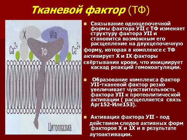 Тканевой фактор (ТФ) Связывание одноцепочечной формы фактора УII с ТФ изменяет структуру фактора УII