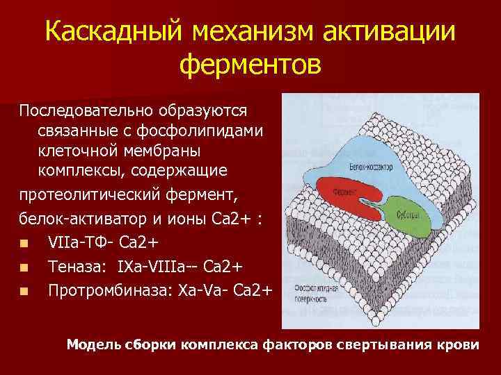 Каскадный механизм активации ферментов Последовательно образуются связанные с фосфолипидами клеточной мембраны комплексы, содержащие протеолитический