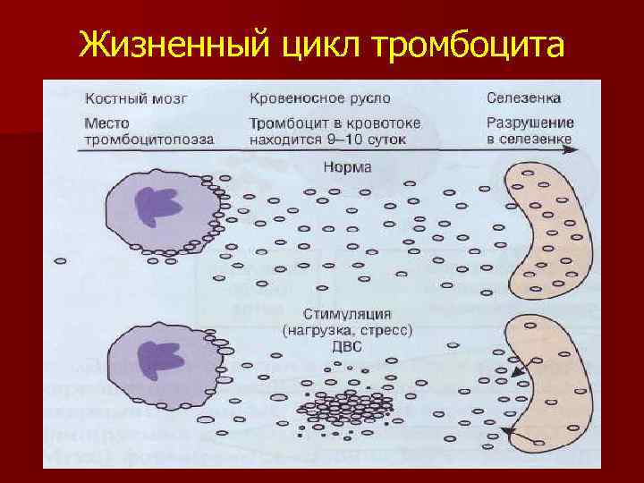 Жизненный цикл тромбоцита 