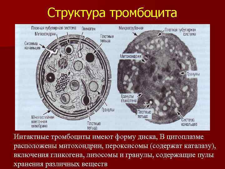 Структура тромбоцита Интактные тромбоциты имеют форму диска, В цитоплазме расположены митохондрии, пероксисомы (содержат каталазу),