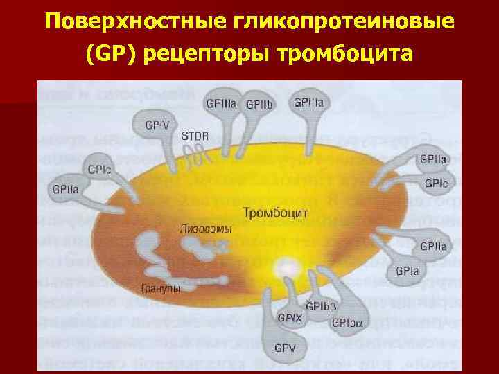 Поверхностные гликопротеиновые (GP) рецепторы тромбоцита 