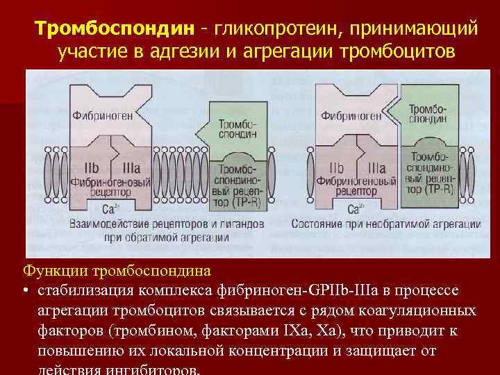 Тромбоспондин - гликопротеин, принимающий участие в адгезии и агрегации тромбоцитов Функции тромбоспондина • стабилизация