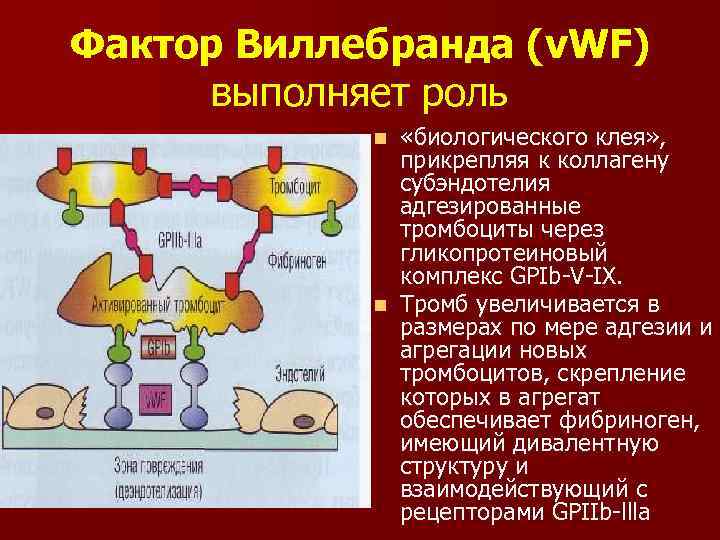 Фактор участия. Сосудисто тромбоцитарный гемостаз фактор Виллебранда. VWF фактор Виллебранда. Антиген фактора фон Виллебранда. Фактор Виллебранда агрегация тромбоциты.