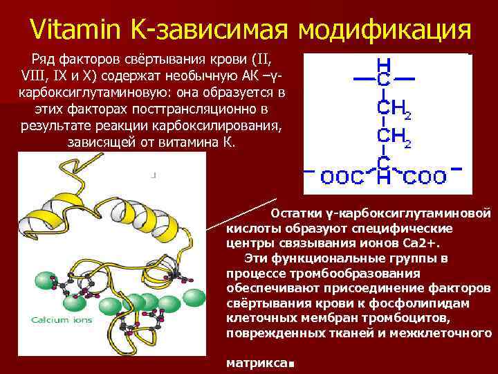 Vitamin K-зависимая модификация Ряд факторов свёртывания крови (II, VIII, IХ и Х) содержат необычную