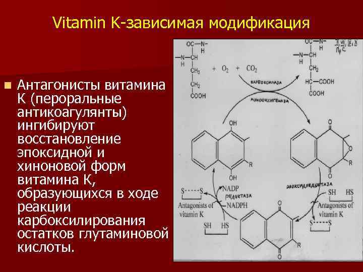 Vitamin K-зависимая модификация n Антагонисты витамина К (пероральные антикоагулянты) ингибируют восстановление эпоксидной и хиноновой