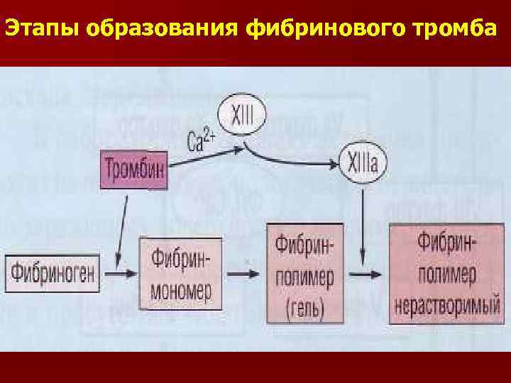 Схема образования фибринового тромба