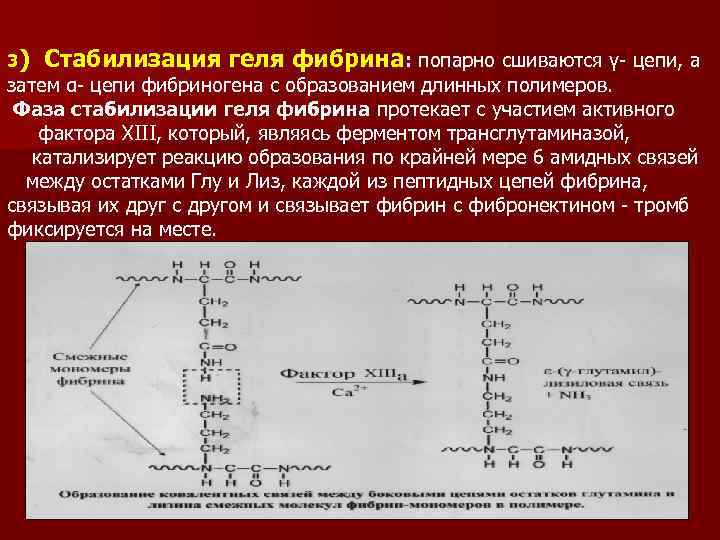 3) Стабилизация геля фибрина: попарно сшиваются γ- цепи, а затем α- цепи фибриногена с