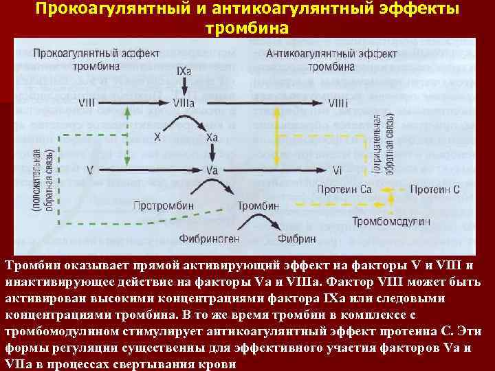 Прокоагулянтный и антикоагулянтный эффекты тромбина Тромбин оказывает прямой активирующий эффект на факторы V и