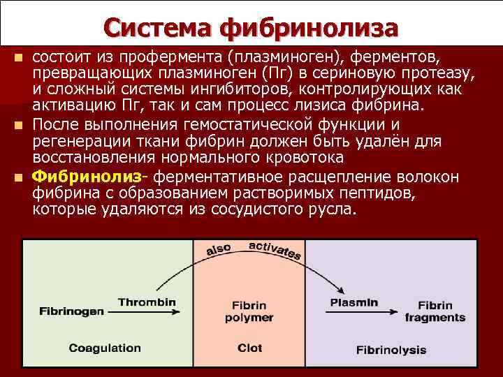 Система фибринолиза состоит из профермента (плазминоген), ферментов, превращающих плазминоген (Пг) в сериновую протеазу, и