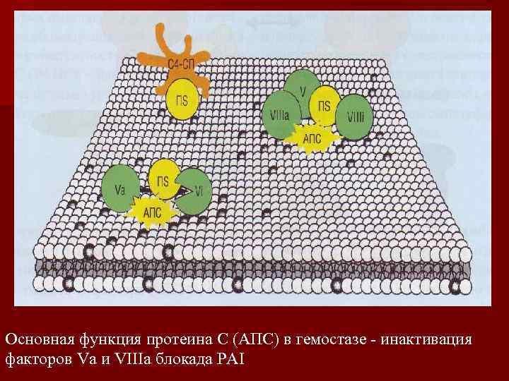 Основная функция протеина С (АПС) в гемостазе инактивация факторов Va и VIIIa блокада PAI