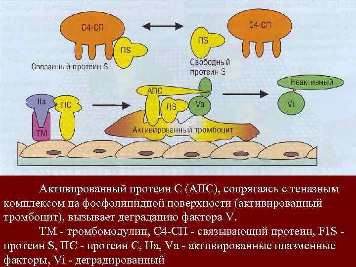 Дефицит n. S, так же как и дефицит ПС, при водит к развитию тромбозов