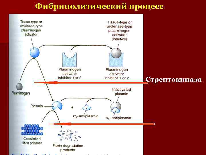 Фибринолитический процесс Стрептокиназа 