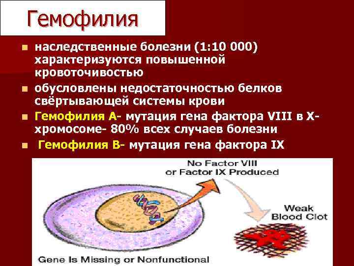 Гемофилия наследственные болезни (1: 10 000) характеризуются повышенной кровоточивостью n обусловлены недостаточностью белков свёртывающей