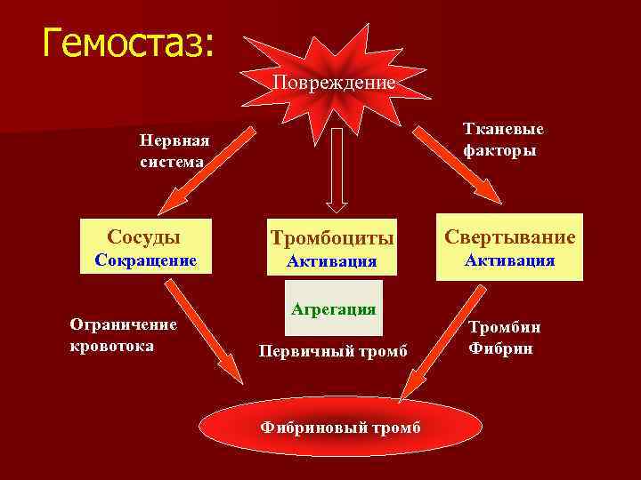 Система гемостаза презентация