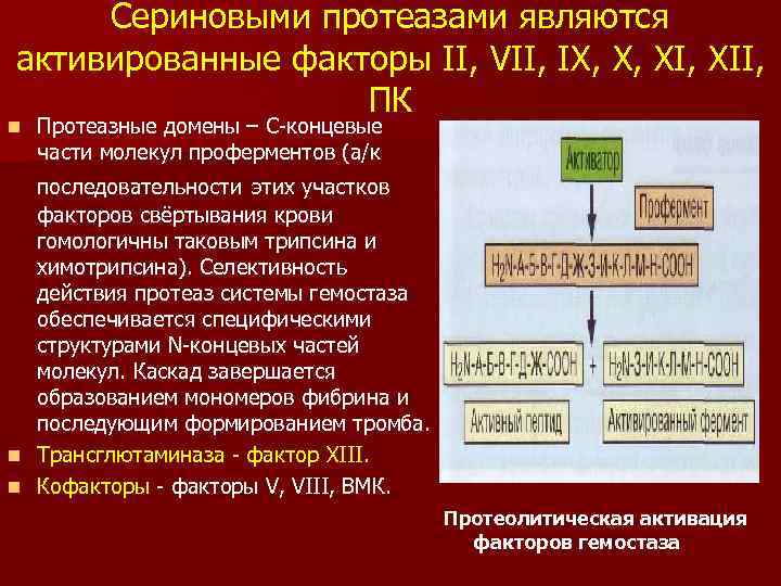 Сериновыми протеазами являются активированные факторы II, VII, IX, X, XII, ПК n Протеазные домены