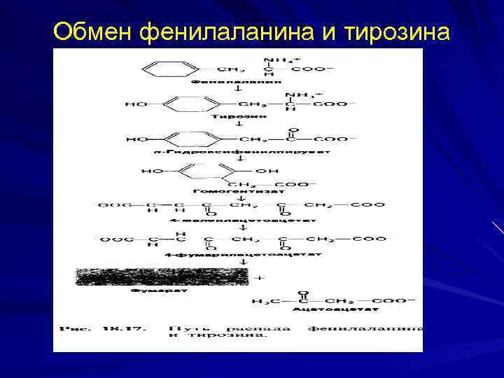 Обмен фенилаланина и тирозина 