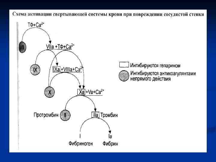 Свертывающая система крови схема