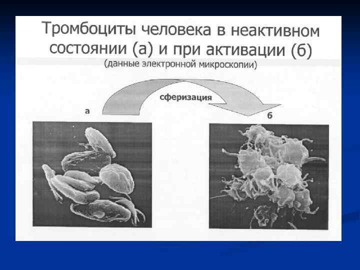 Рисунок тромбоцитов. Тромбоциты электронная микроскопия. Тромбоциты человека активируются при. Строение тромбоцита при электронной микроскопии. Структура тромбоцита по данным электронной микроскопии.