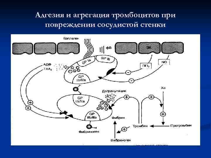 Адгезию тромбоцитов к сосудистой стенке обеспечивает