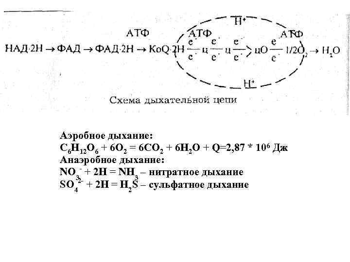 Аэробное дыхание: С 6 Н 12 О 6 + 6 О 2 = 6