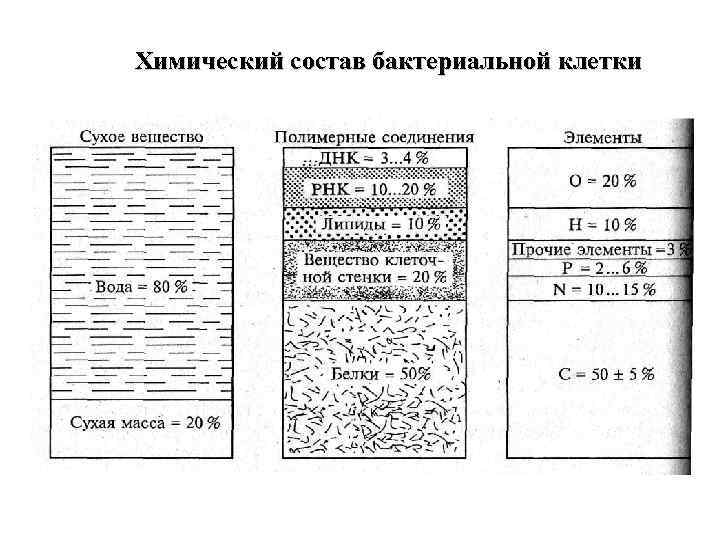 Химический состав бактериальной клетки 