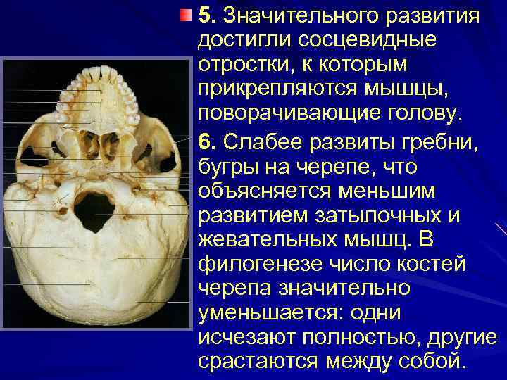 5. Значительного развития достигли сосцевидные отростки, к которым прикрепляются мышцы, поворачивающие голову. 6. Слабее