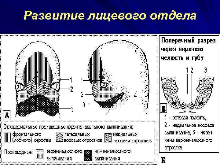 Развитие лицевого отдела 