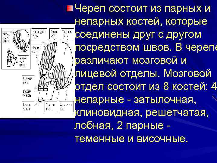 Череп состоит из парных и непарных костей, которые соединены друг с другом посредством швов.