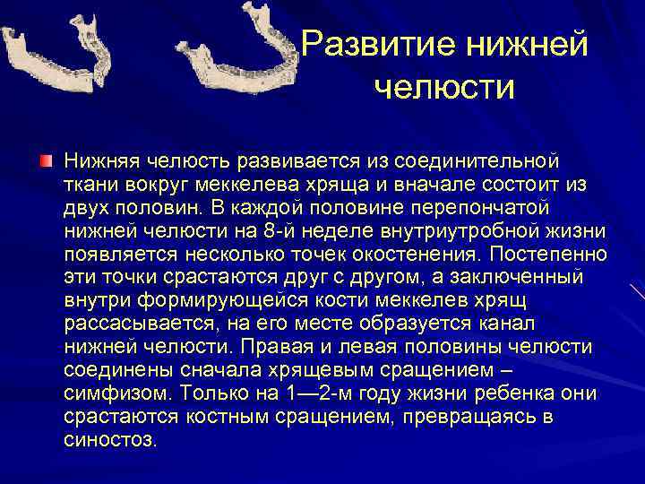 Развитие нижней челюсти Нижняя челюсть развивается из соединительной ткани вокруг меккелева хряща и вначале