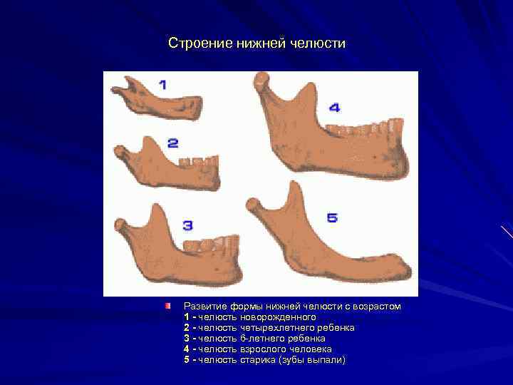 Строение нижней челюсти Развитие формы нижней челюсти с возрастом 1 - челюсть новорожденного 2