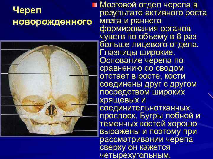 Мозговой отдел черепа в Череп результате активного роста новорожденного мозга и раннего формирования органов